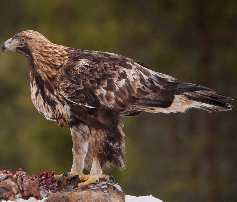 Ayres's hawk eagle
